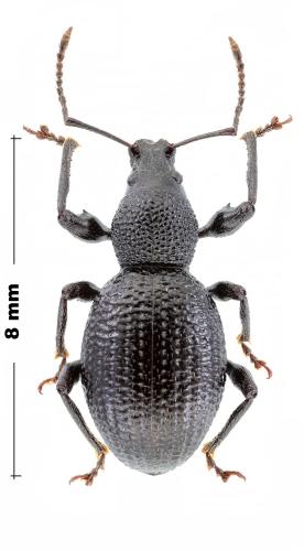 Otiorhynchus ovalipennis
